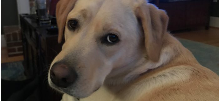 Dakota, a yellow lab, gives a look of frustration